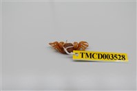 藏品(長趾股窗蟹)的圖片